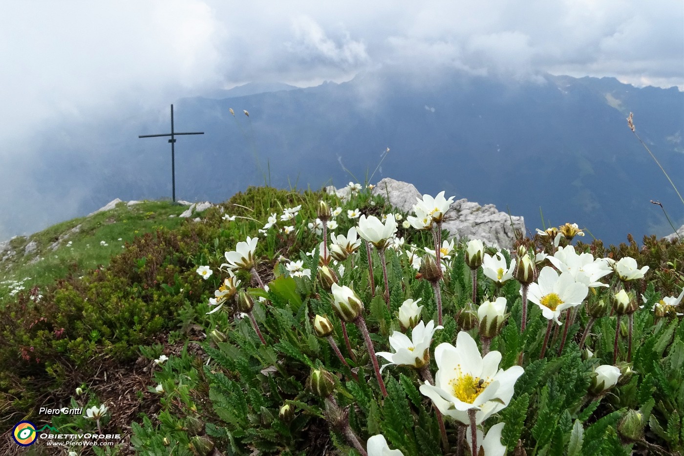 70 Anche fioriture di camedrio alpino alla croce di vetta della Corna Grande.JPG